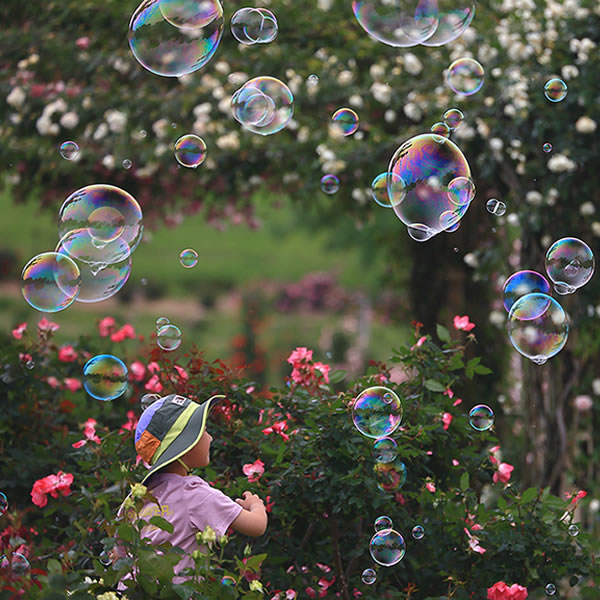 かのやばら園 100万本のバラに抱かれ癒される… 鹿児島県鹿屋市