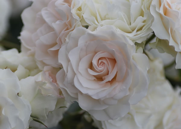 フロリバンダローズ